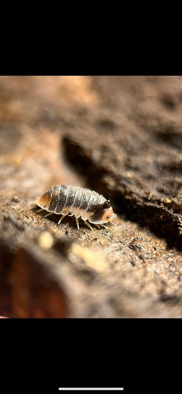 cubaris pak chong isopod